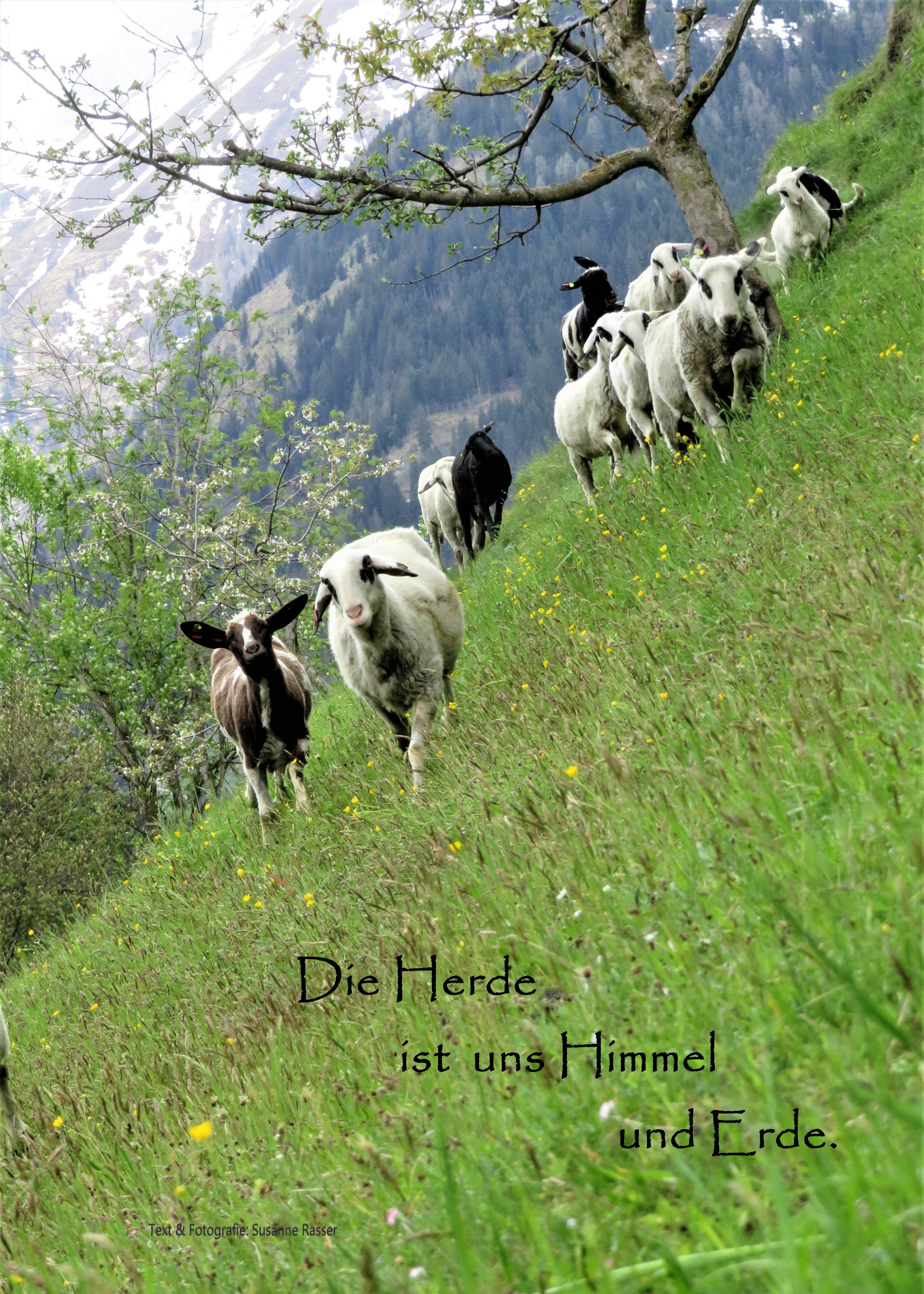 Schaf Ausstellung
